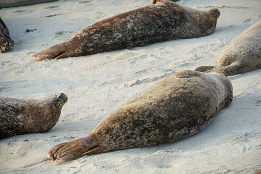 Sea lions and seals napping on a cove under the sun at La Jolla, San Diego, California. The beach is closed from December 15 to May 15 because it has become a favorite breeding ground for seals.