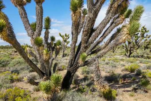  Yucca brevifolia, Joshua Tree is a plant species belonging to the genus Yucca. Joshua Tree National Park