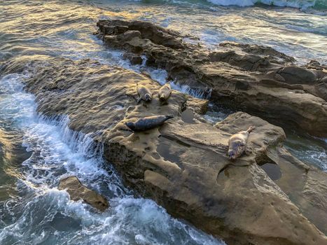 Sea lions and seals napping on a rock under the sun at La Jolla, San Diego, California. The beach is closed from December 15 to May 15 because it has become a favorite breeding ground for seals.