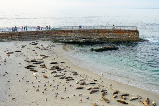 Sea lions and seals napping on a cove under the sun at La Jolla, San Diego, California. The beach is closed from December 15 to May 15 because it has become a favorite breeding ground for seals.