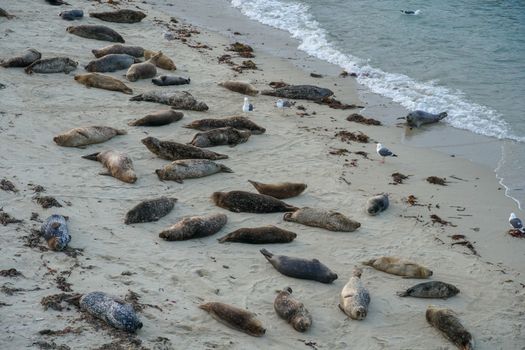 Sea lions and seals napping on a cove under the sun at La Jolla, San Diego, California. The beach is closed from December 15 to May 15 because it has become a favorite breeding ground for seals.