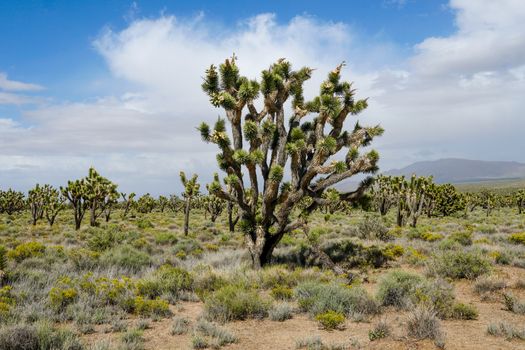 Joshua Tree National Park. American desert national park in southeastern California. Yucca brevifolia, Joshua Tree is a plant species belonging to the genus Yucca.