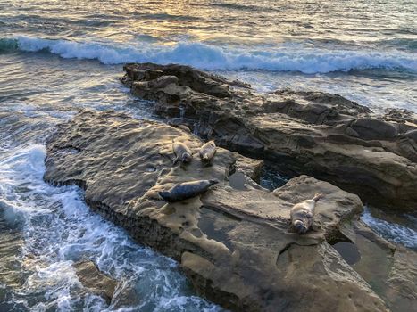 Sea lions and seals napping on a rock under the sun at La Jolla, San Diego, California. The beach is closed from December 15 to May 15 because it has become a favorite breeding ground for seals.