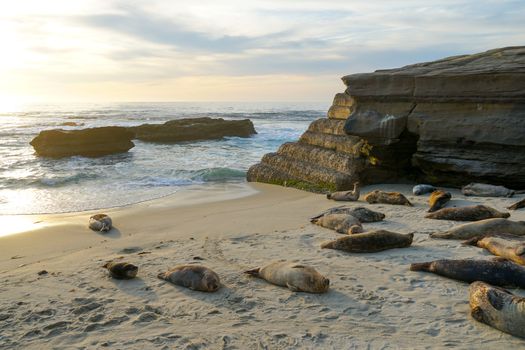 Sea lions and seals napping on a cove under the sun at La Jolla, San Diego, California. The beach is closed from December 15 to May 15 because it has become a favorite breeding ground for seals.