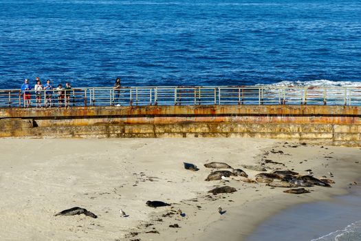 Sea lions and seals napping on a cove under the sun at La Jolla, San Diego, California. The beach is closed from December 15 to May 15 because it has become a favorite breeding ground for seals.