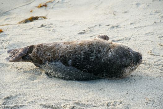 Sea lions and seals napping on a cove under the sun at La Jolla, San Diego, California. The beach is closed from December 15 to May 15 because it has become a favorite breeding ground for seals.