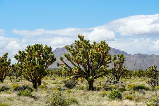 Joshua Tree National Park. American desert national park in southeastern California. Yucca brevifolia, Joshua Tree is a plant species belonging to the genus Yucca.