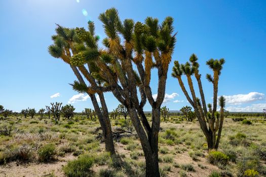 Joshua Tree National Park. American desert national park in southeastern California. Yucca brevifolia, Joshua Tree is a plant species belonging to the genus Yucca.