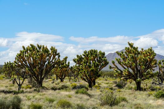 Joshua Tree National Park. American desert national park in southeastern California. Yucca brevifolia, Joshua Tree is a plant species belonging to the genus Yucca.