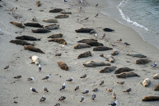 Sea lions and seals napping on a cove under the sun at La Jolla, San Diego, California. The beach is closed from December 15 to May 15 because it has become a favorite breeding ground for seals.