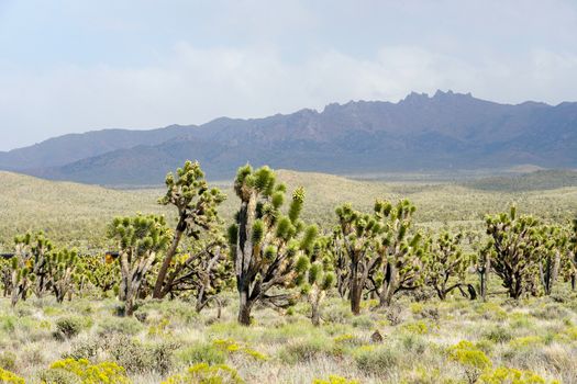 Joshua Tree National Park. American desert national park in southeastern California. Yucca brevifolia, Joshua Tree is a plant species belonging to the genus Yucca.