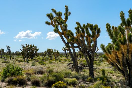 Joshua Tree National Park. American desert national park in southeastern California. Yucca brevifolia, Joshua Tree is a plant species belonging to the genus Yucca.