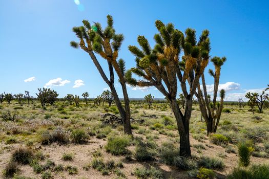 Joshua Tree National Park. American desert national park in southeastern California. Yucca brevifolia, Joshua Tree is a plant species belonging to the genus Yucca.