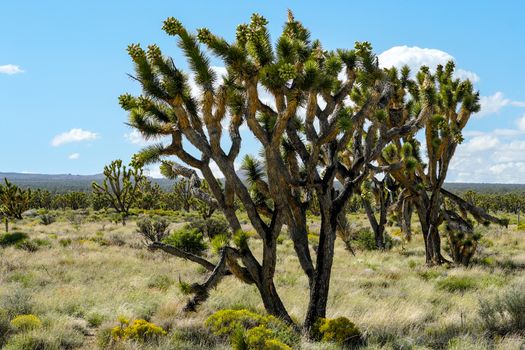 Joshua Tree National Park. American desert national park in southeastern California. Yucca brevifolia, Joshua Tree is a plant species belonging to the genus Yucca.