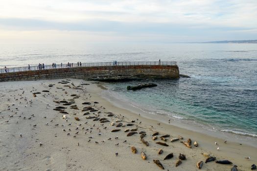 Sea lions and seals napping on a cove under the sun at La Jolla, San Diego, California. The beach is closed from December 15 to May 15 because it has become a favorite breeding ground for seals.