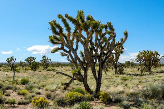 Joshua Tree National Park. American desert national park in southeastern California. Yucca brevifolia, Joshua Tree is a plant species belonging to the genus Yucca.