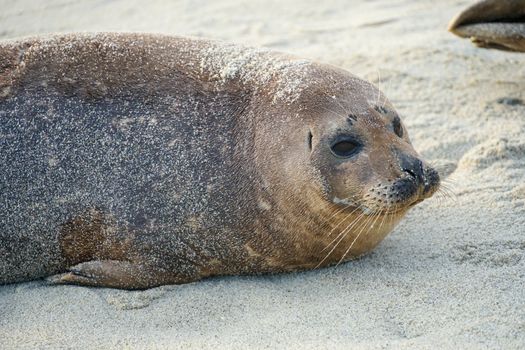 Sea lions and seals napping on a cove under the sun at La Jolla, San Diego, California. The beach is closed from December 15 to May 15 because it has become a favorite breeding ground for seals.