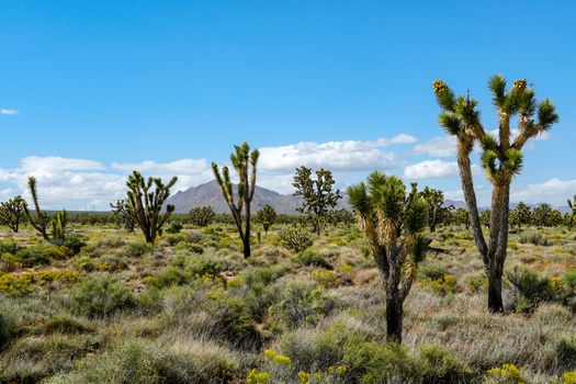 Joshua Tree National Park. American desert national park in southeastern California. Yucca brevifolia, Joshua Tree is a plant species belonging to the genus Yucca.