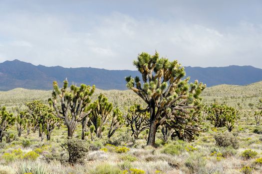 Joshua Tree National Park. American desert national park in southeastern California. Yucca brevifolia, Joshua Tree is a plant species belonging to the genus Yucca.