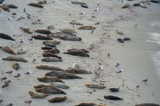 Sea lions and seals napping on a cove under the sun at La Jolla, San Diego, California. The beach is closed from December 15 to May 15 because it has become a favorite breeding ground for seals.