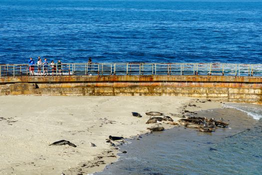 Sea lions and seals napping on a cove under the sun at La Jolla, San Diego, California. The beach is closed from December 15 to May 15 because it has become a favorite breeding ground for seals.