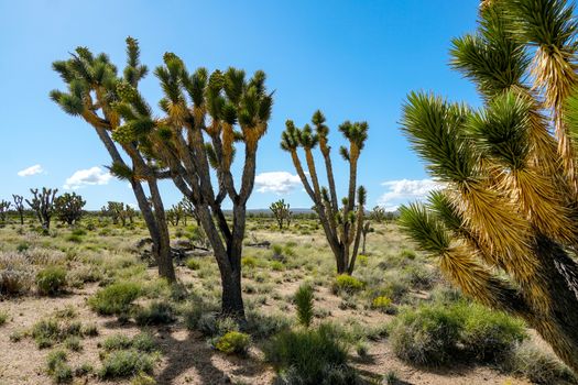 Joshua Tree National Park. American desert national park in southeastern California. Yucca brevifolia, Joshua Tree is a plant species belonging to the genus Yucca.