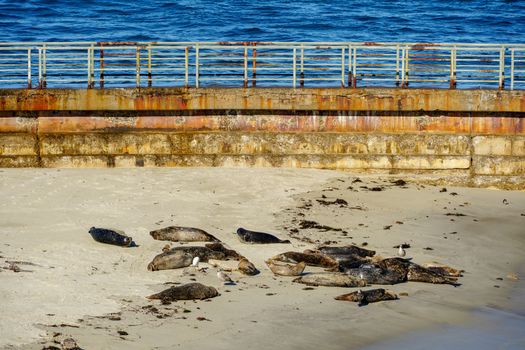 Sea lions and seals napping on a cove under the sun at La Jolla, San Diego, California. The beach is closed from December 15 to May 15 because it has become a favorite breeding ground for seals.