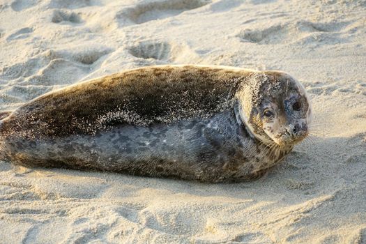 Sea lions and seals napping on a cove under the sun at La Jolla, San Diego, California. The beach is closed from December 15 to May 15 because it has become a favorite breeding ground for seals.