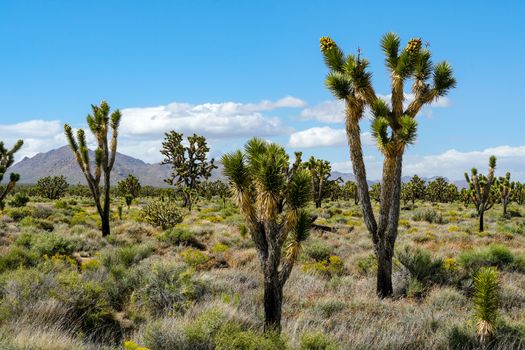 Joshua Tree National Park. American desert national park in southeastern California. Yucca brevifolia, Joshua Tree is a plant species belonging to the genus Yucca.