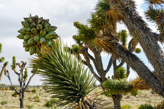  Yucca brevifolia, Joshua Tree is a plant species belonging to the genus Yucca. Joshua Tree National Park