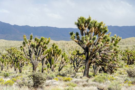 Joshua Tree National Park. American desert national park in southeastern California. Yucca brevifolia, Joshua Tree is a plant species belonging to the genus Yucca.