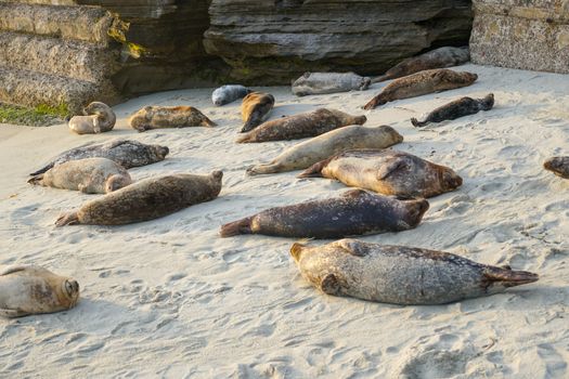 Sea lions and seals napping on a cove under the sun at La Jolla, San Diego, California. The beach is closed from December 15 to May 15 because it has become a favorite breeding ground for seals.