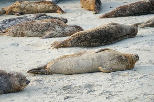 Sea lions and seals napping on a cove under the sun at La Jolla, San Diego, California. The beach is closed from December 15 to May 15 because it has become a favorite breeding ground for seals.