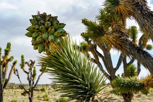  Yucca brevifolia, Joshua Tree is a plant species belonging to the genus Yucca. Joshua Tree National Park
