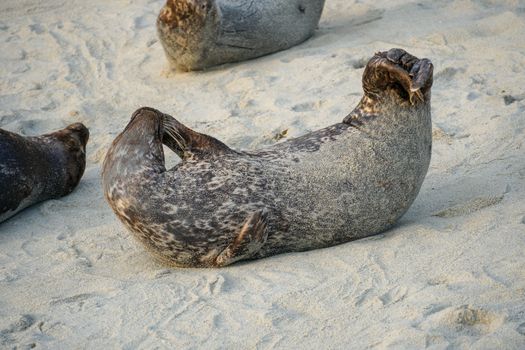 Sea lions and seals napping on a cove under the sun at La Jolla, San Diego, California. The beach is closed from December 15 to May 15 because it has become a favorite breeding ground for seals.