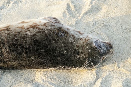 Sea lions and seals napping on a cove under the sun at La Jolla, San Diego, California. The beach is closed from December 15 to May 15 because it has become a favorite breeding ground for seals.