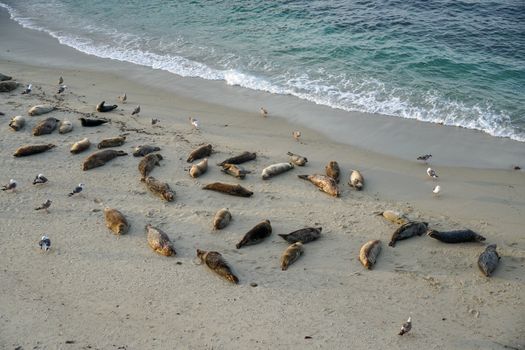 Sea lions and seals napping on a cove under the sun at La Jolla, San Diego, California. The beach is closed from December 15 to May 15 because it has become a favorite breeding ground for seals.