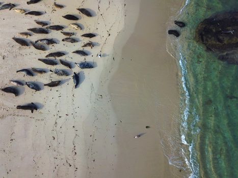 Sea lions and seals napping on a cove under the sun at La Jolla, San Diego, California. The beach is closed from December 15 to May 15 because it has become a favorite breeding ground for seals.