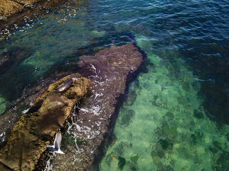 Sea lions and seals napping on a rock under the sun at La Jolla, San Diego, California. The beach is closed from December 15 to May 15 because it has become a favorite breeding ground for seals.