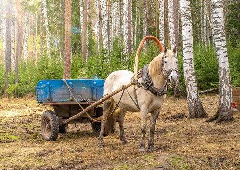 a white country horse harnessed to a cart stands in a birch forest