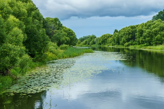 river with green banks and lily thickets on a summer's day