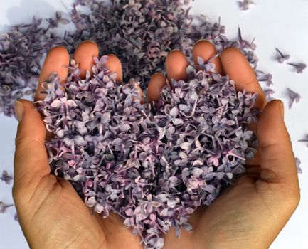 Woman hands holding a bunch of lilac in shape of heart