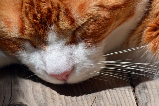 Orange cat with pink nose sleeping outdoor