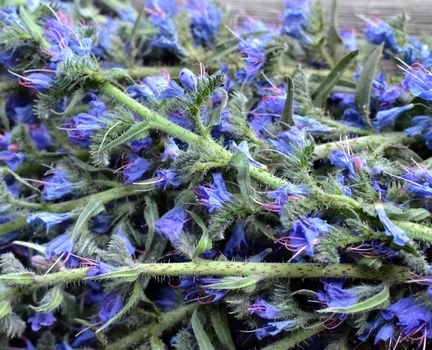 Inflorescences of the viper's bugloss medicinal plant in a heap