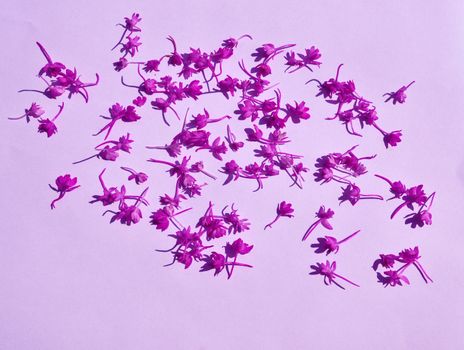 Group of pink pyramidal orchid flower