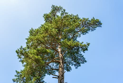 top of a green sprawling pine tree in the blue sky on a sunny summer day