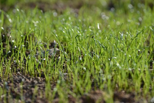 Fresh grass in the rain