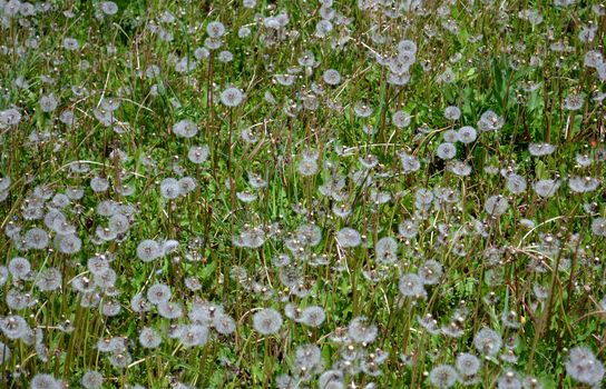 Green spring background with dandelions