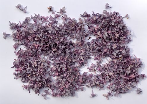 A bunch of violet lilac on white background