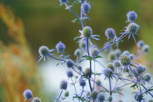 Eryngium officinale, blue-headed field flower on a sunny summer day in the field, selective focus